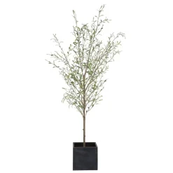 Mor Furniture Abundance Olive Tree Plant