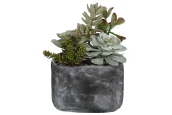 Mor Furniture Alverio Succulents