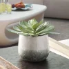 Mor Furniture Dudleya Succulent In Green
