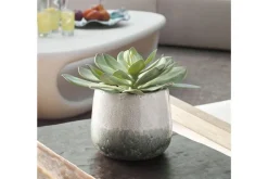 Mor Furniture Dudleya Succulent In Green