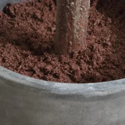 Mor Furniture Eden Fig Tree Plant