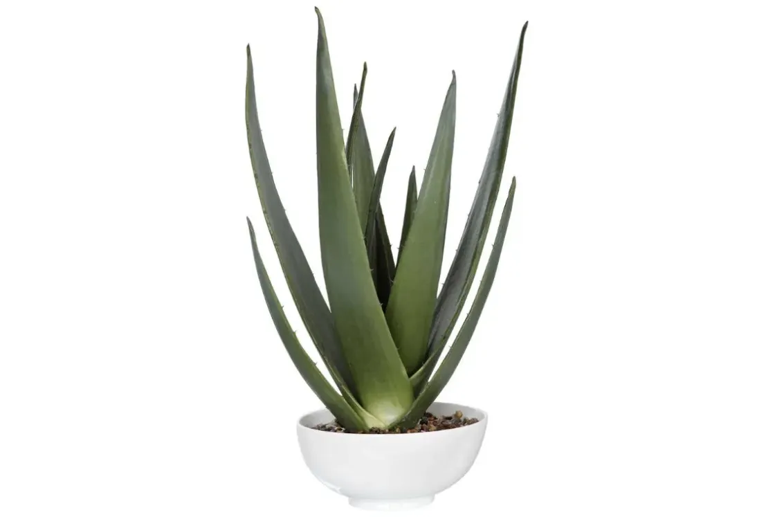 Mor Furniture Evarado Aloe Planter