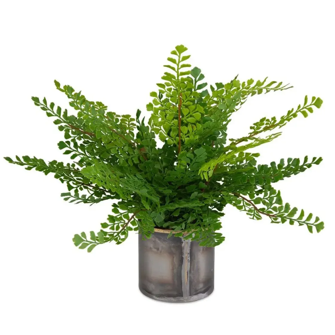 Mor Furniture Maidenhair Fern Plant