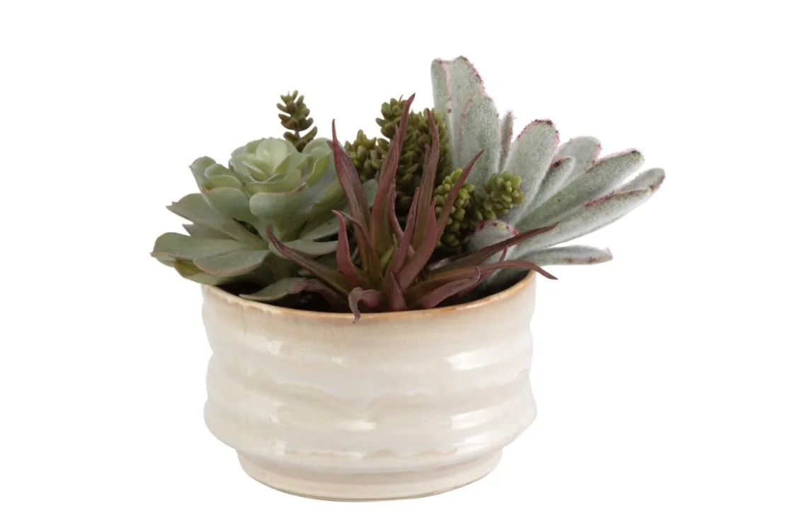 Mor Furniture Mesa Succulent