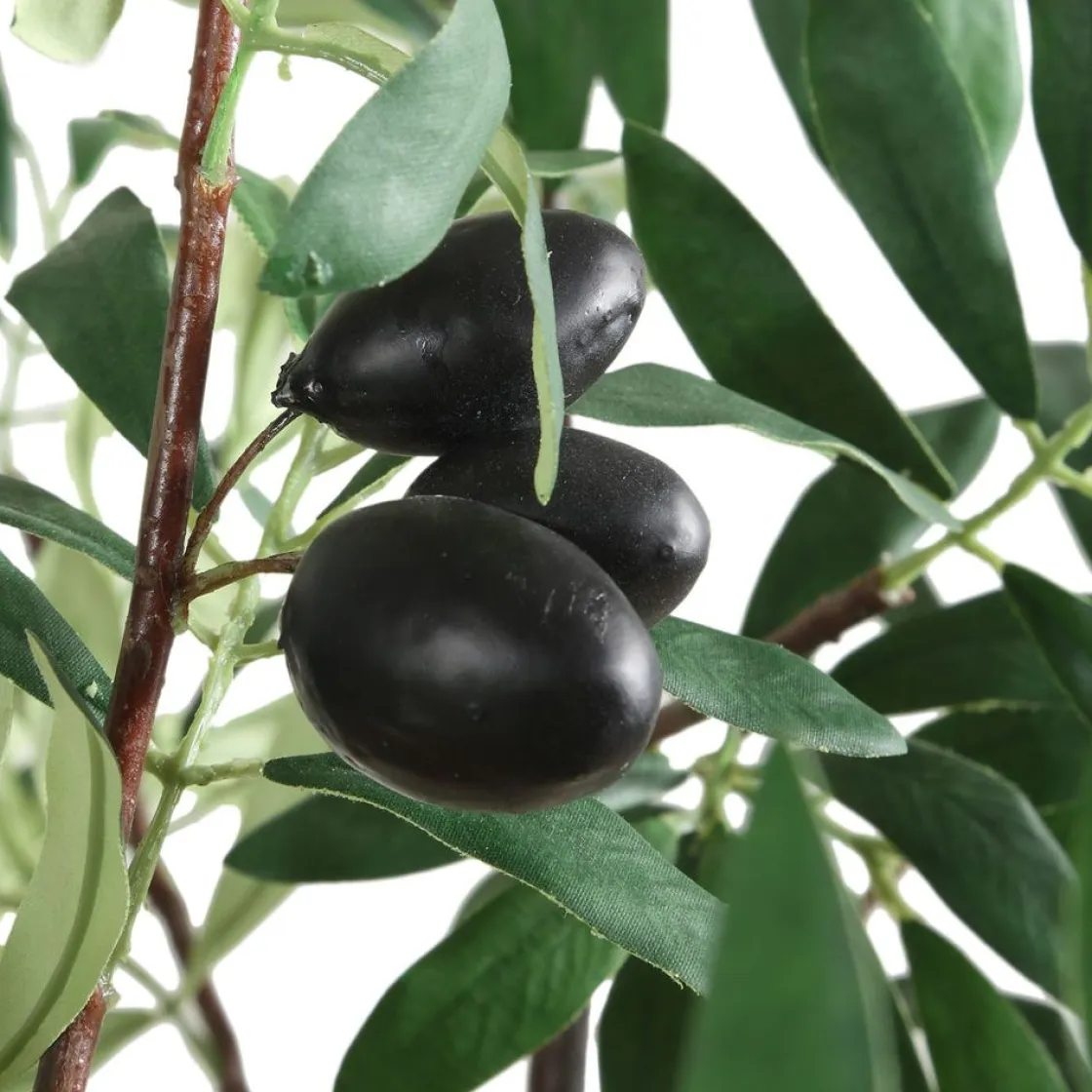 Mor Furniture Olea Olive Fruit Tree Plant