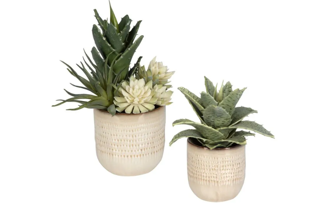 Mor Furniture Seaside Succulents, Set Of 2