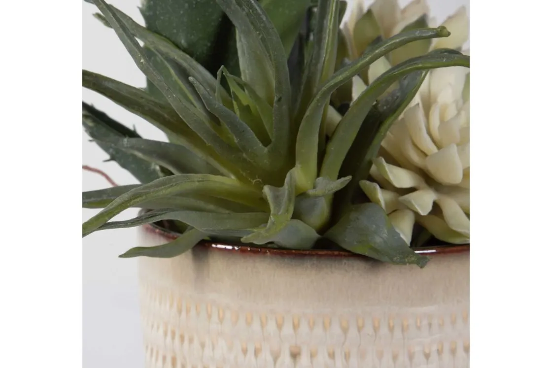 Mor Furniture Seaside Succulents, Set Of 2